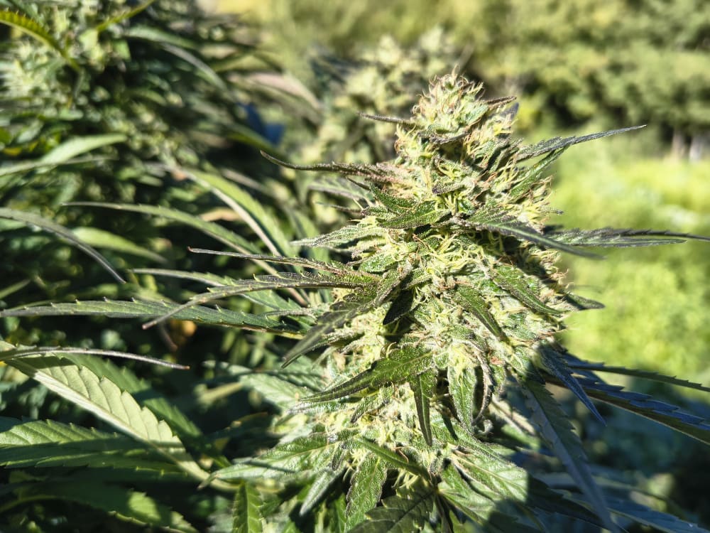 Infiorescenza Terp Mandarin CBD coltivata biologicamente a 1000 metri di altitudine - Ara Montis Farm