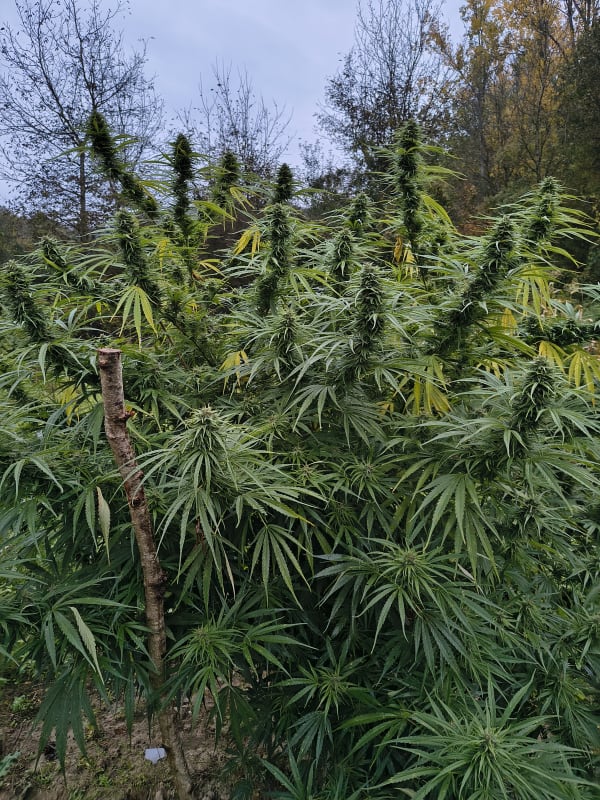 Dettaglio tricomi purissimi su varietà Pine Walker CBDV