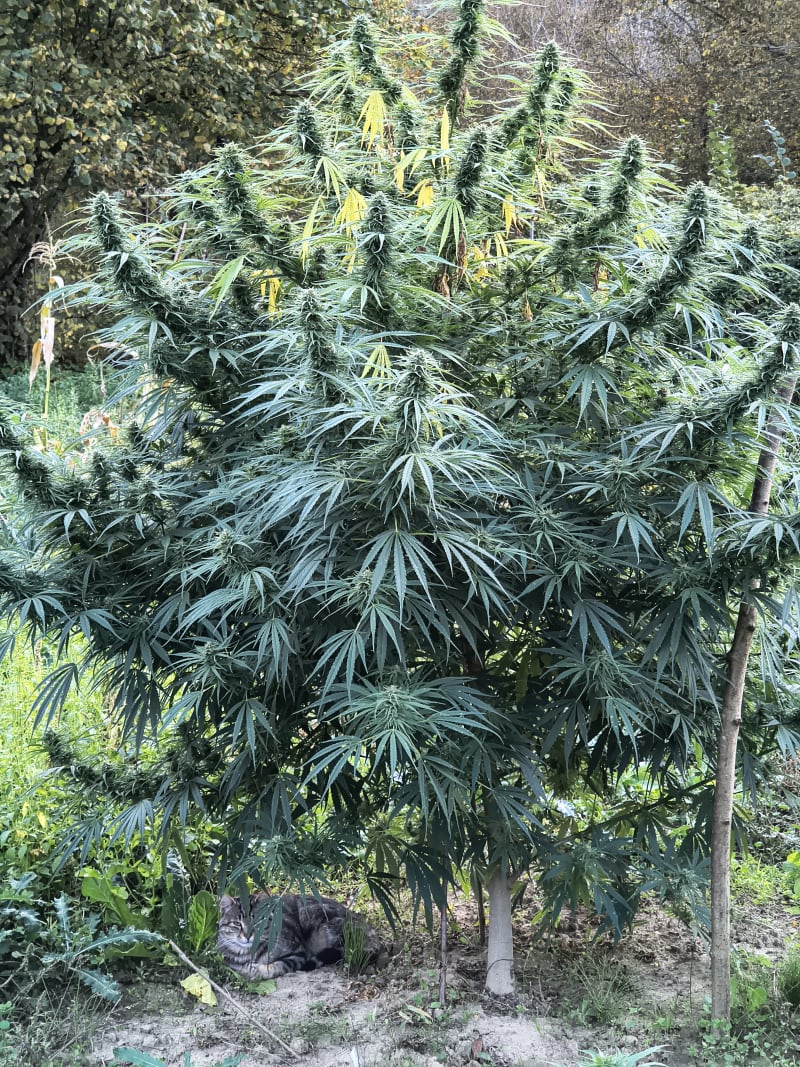 Dettaglio infiorescenza sativa Forbidden V CBDV - Ara Montis Farm