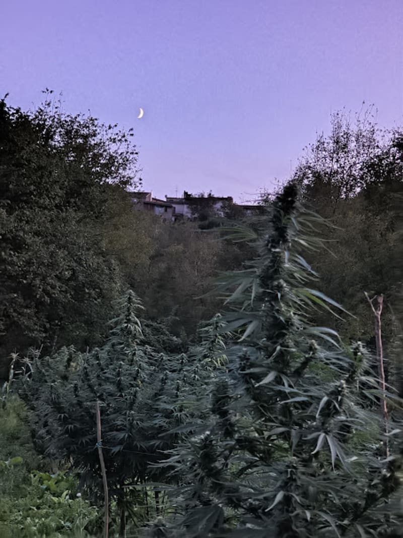 Coltivazione d'eccellenza Pine Walker CBDV - Ara Montis Farm