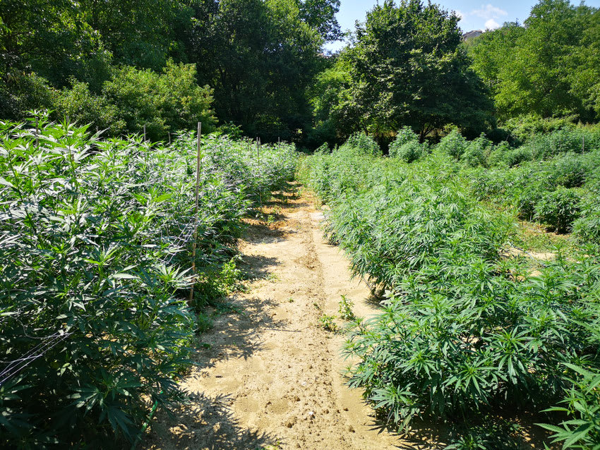 Campo di canapa certificata CBD di Ara Montis Farm a 1000 metri di altitudine a Nespolo, Rieti