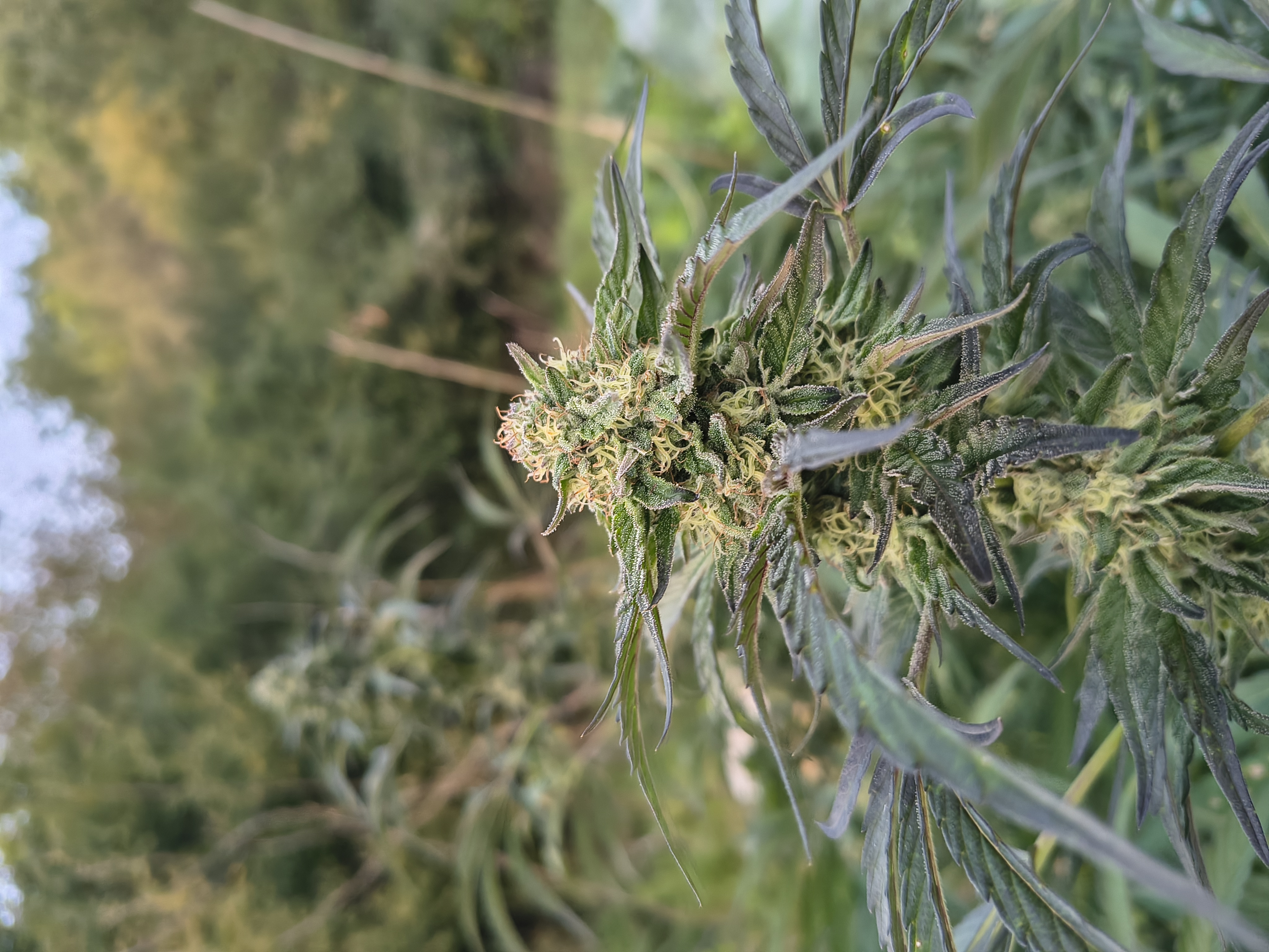 Pianta di Legendary OG CBD in coltivazione biologica a 1000m - Ara Montis Farm