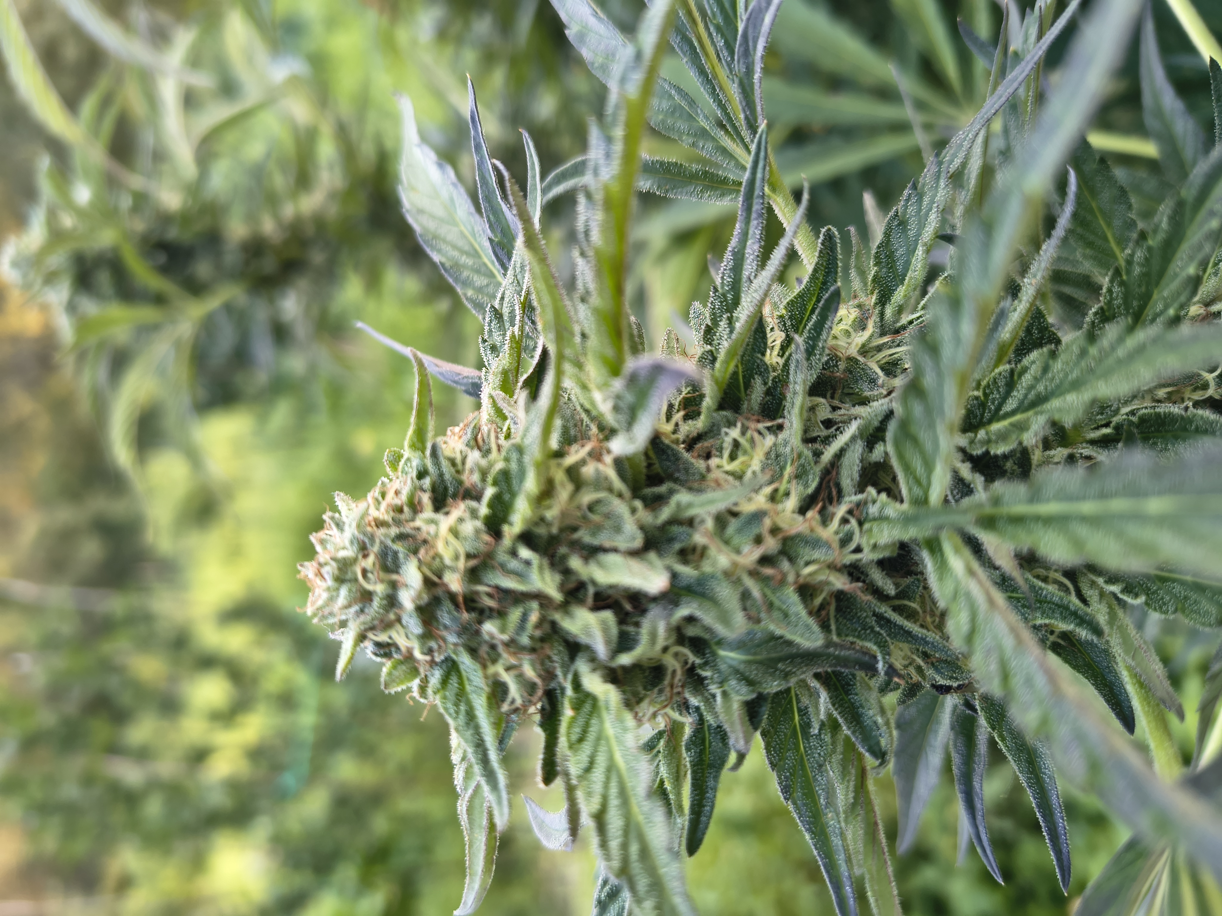 Primo piano dei tricomi chiari e ambrati sulla varietà Legendary OG CBD - Ara Montis Farm