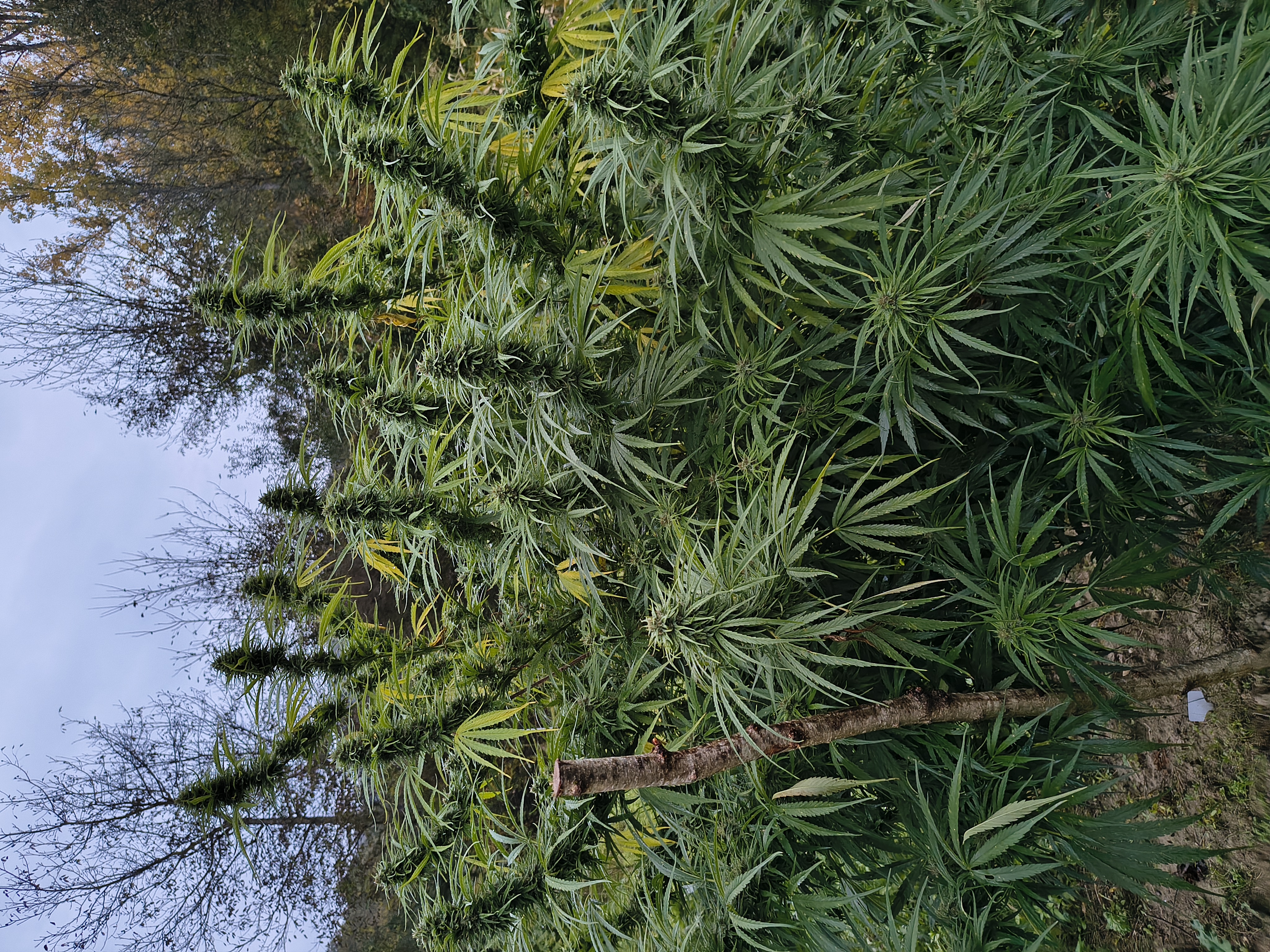 Pianta di canapa CBDV Pine Walker in coltivazione di montagna