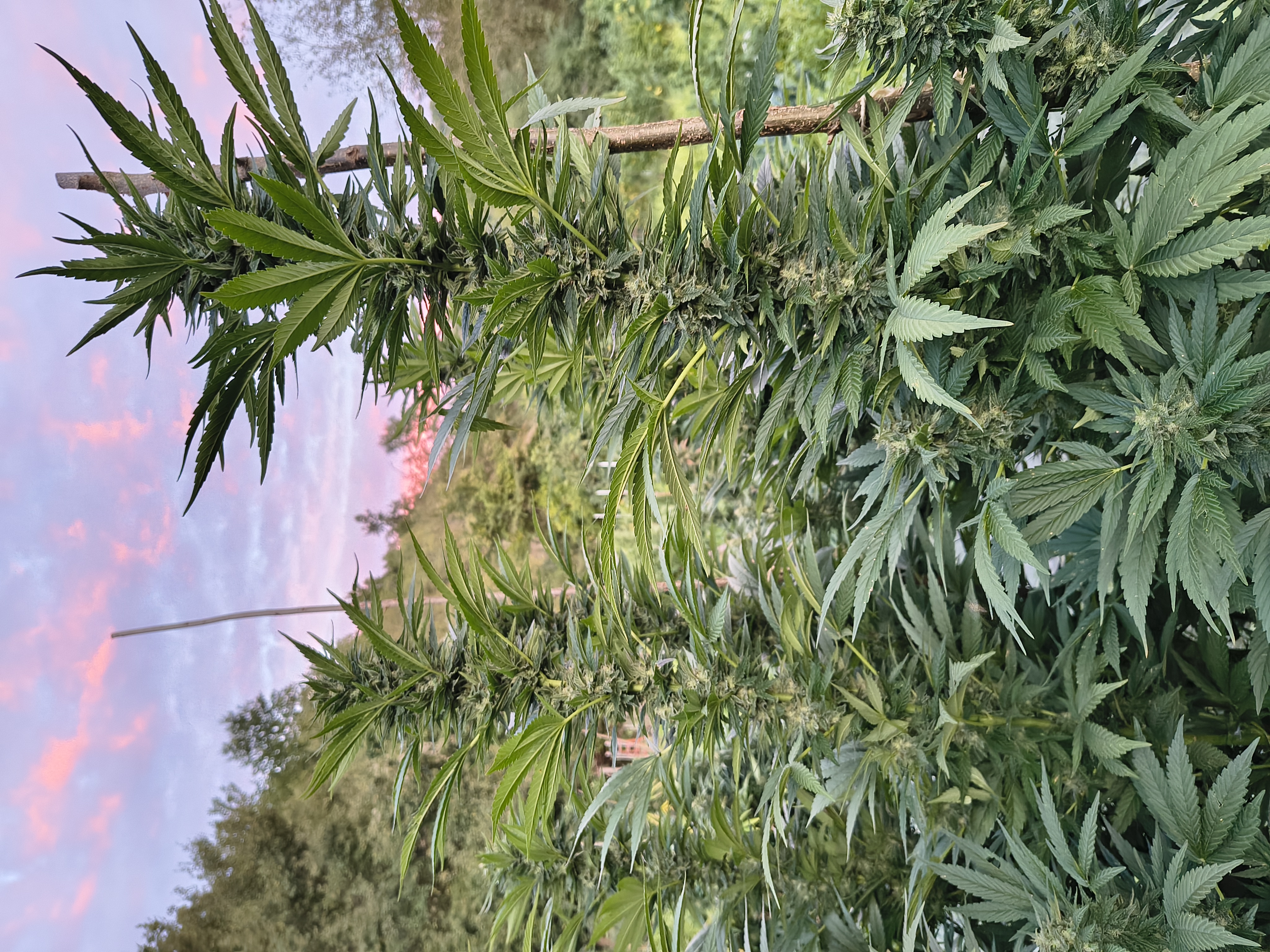 Pianta di canapa Mars Kush CBD in fioritura, agricoltura biologica montana - Ara Montis Farm