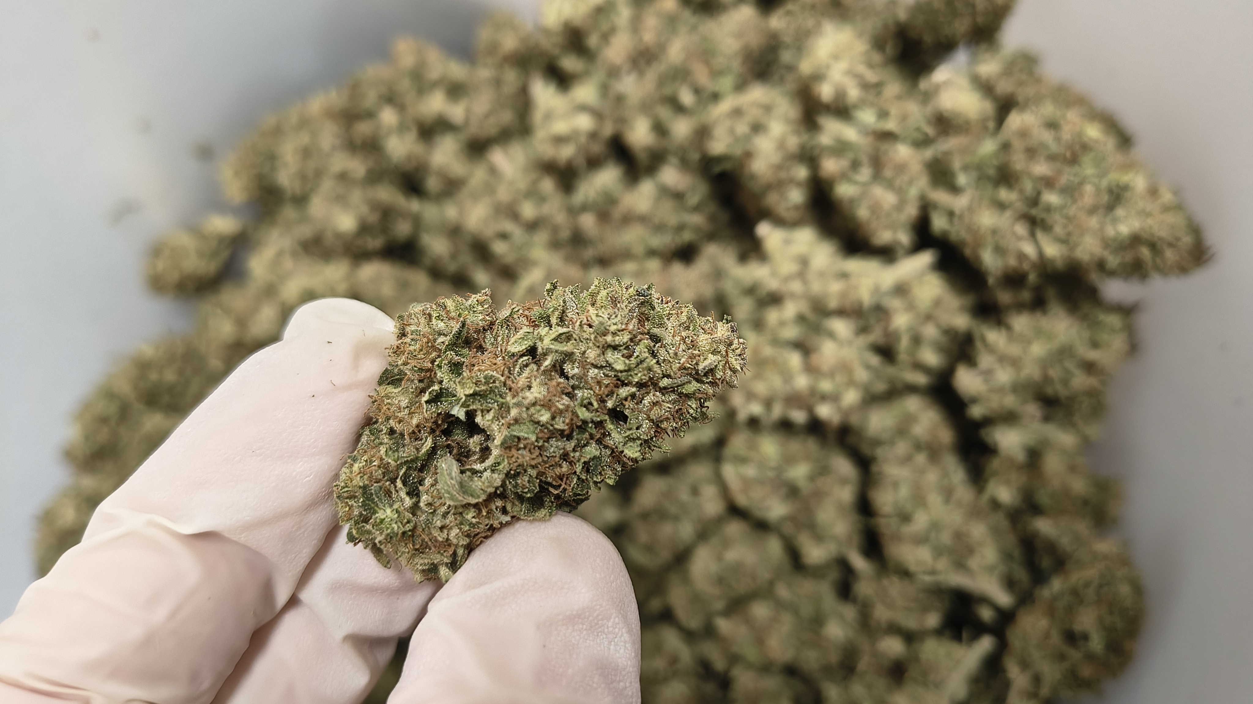 Cima compatta di Legendary OG CBD, coltivazione naturale a 1000m - Ara Montis Farm