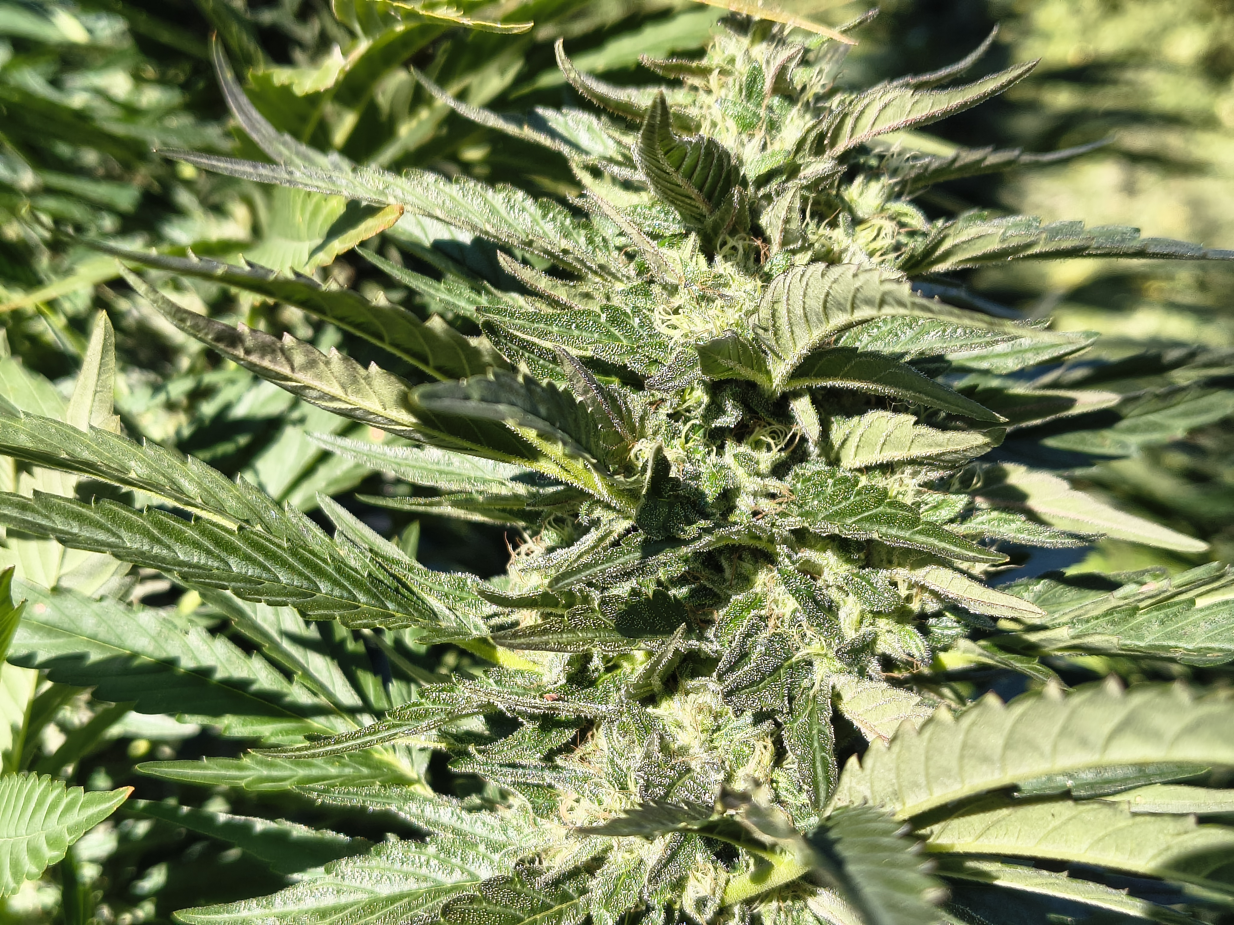 Dettaglio infiorescenza Mars Kush CBD Premium Outdoor, coltivata a 1000m - Ara Montis Farm