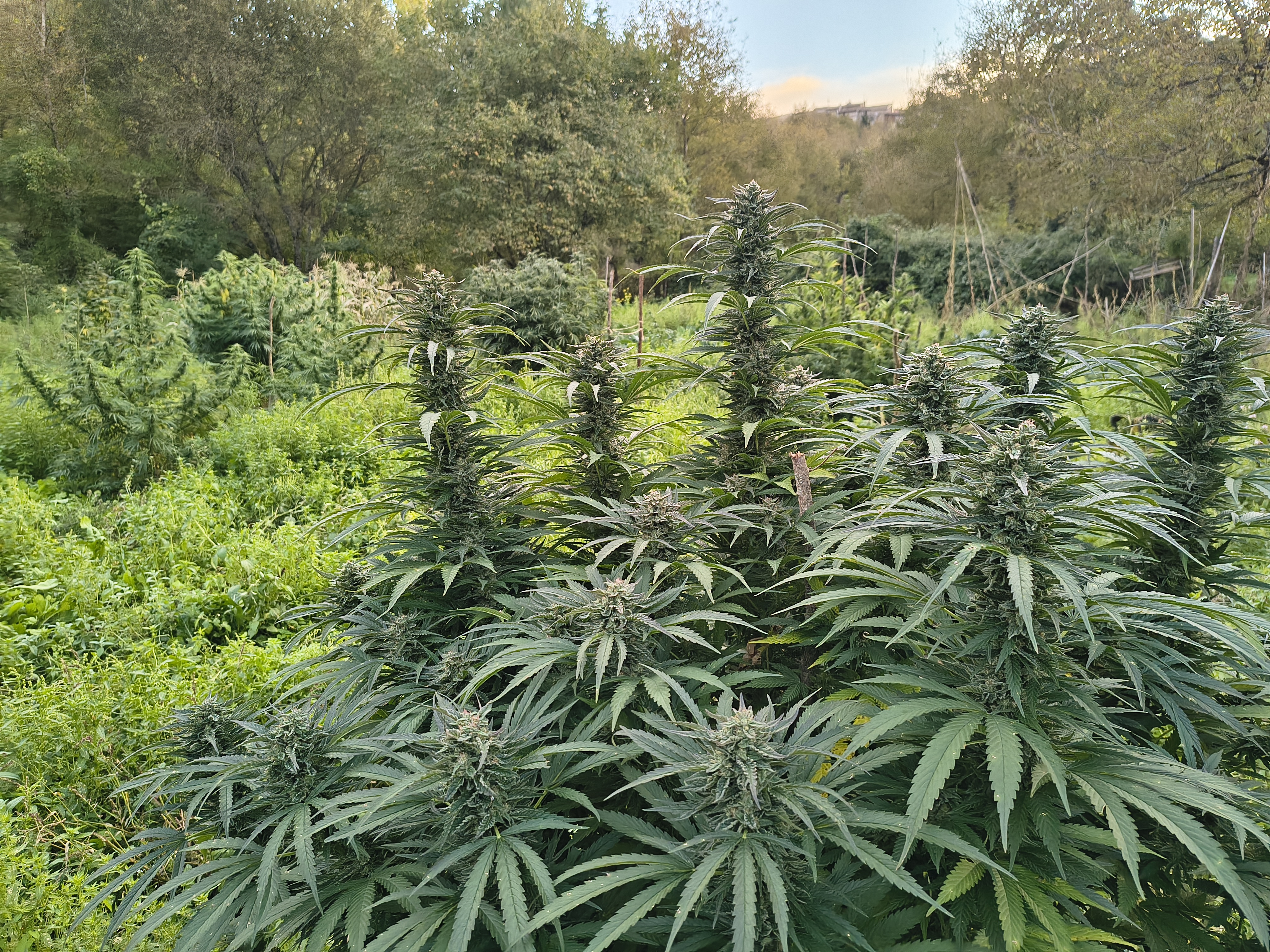 Fiori CBD Campo Ara Montis Farm