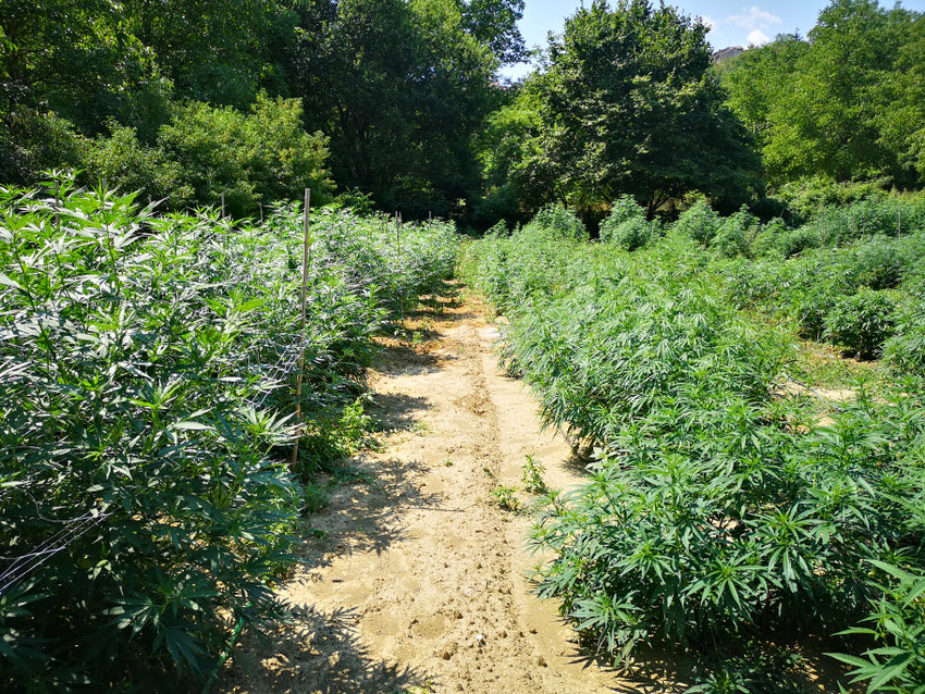 Campo di canapa certificata Ara Montis Farm a 1000 metri di altitudine