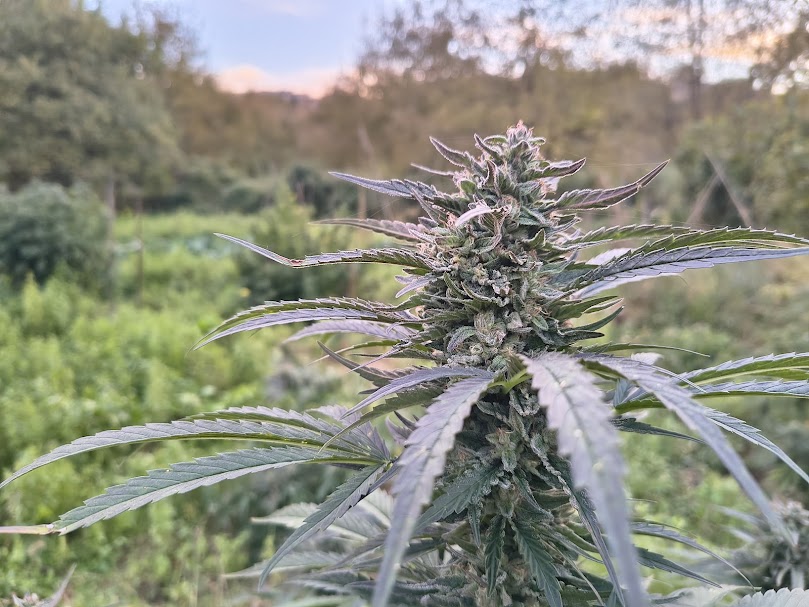 Dettaglio infiorescenza Melon Bubba Alto CBD - Coltivazione Organica Canapa Legale