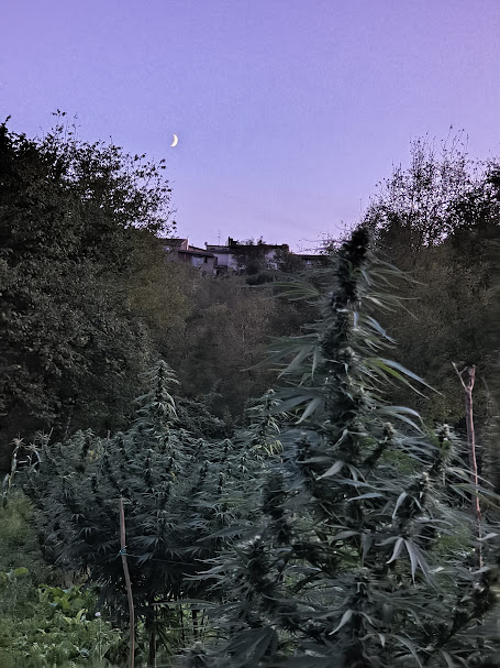 Piante di canapa CBDV Pine Walker - Ara Montis Farm