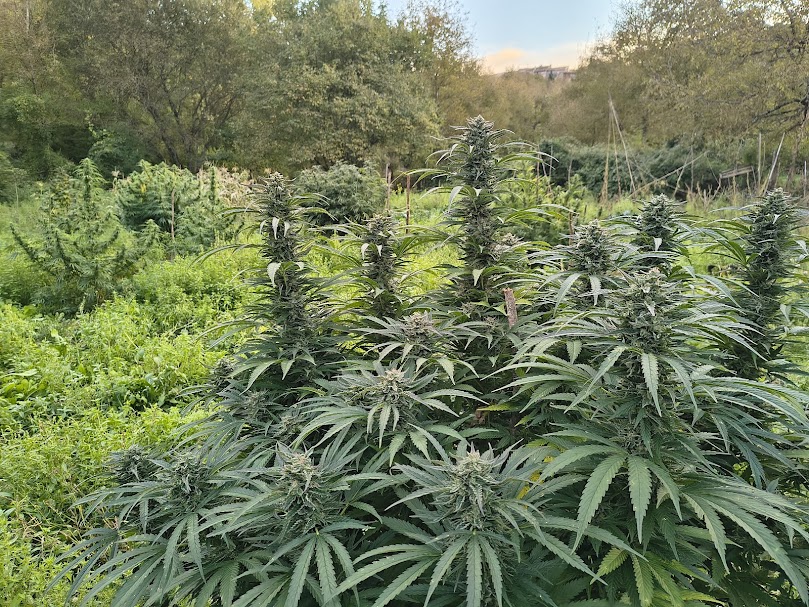 Pianta di canapa legale Melon Bubba in fioritura - Agricoltura Biologica Montana Ara Montis Farm