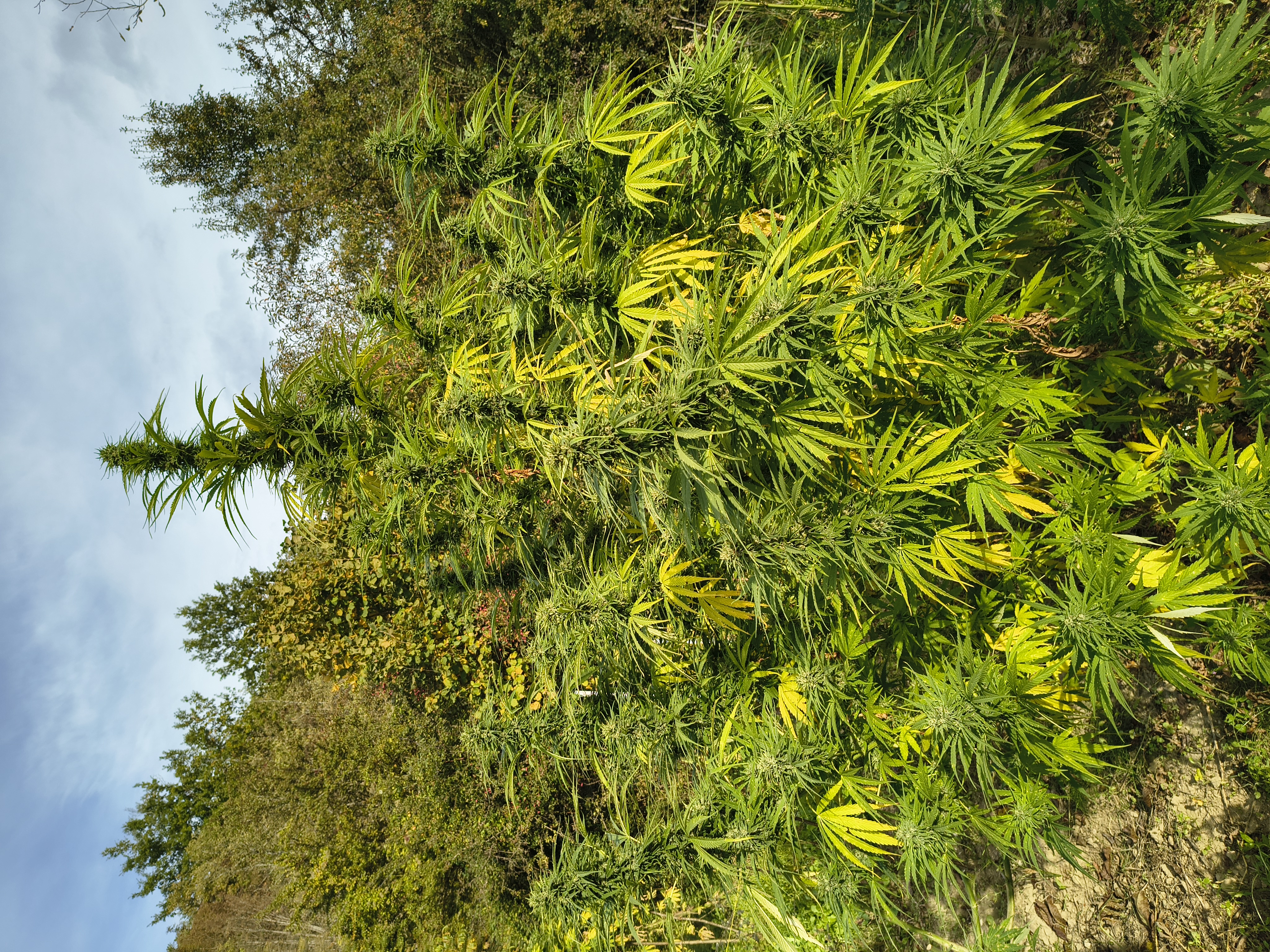 Pianta di canapa CBDV Pine Walker destinata alla produzione di dry sift