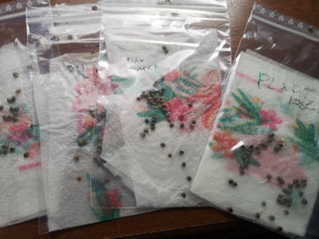 Germinazione cannabis in bustine ziplock di plastica trasparente