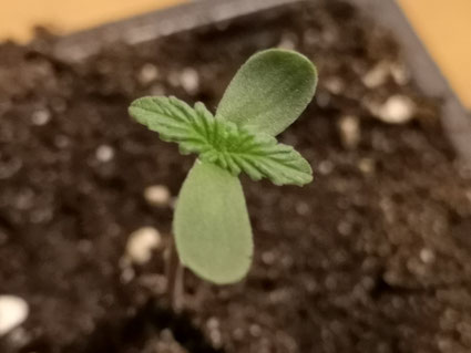 Piantina di cannabis con cotiledoni appena spuntata