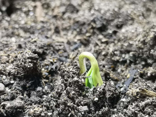 Semi di cannabis germinati con radichetta visibile pronti al trapianto