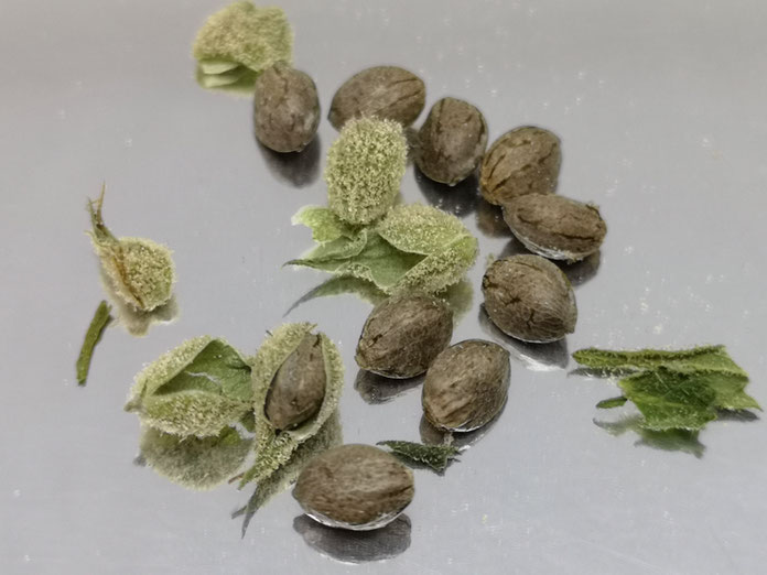 Semi di canapa con alta germinabilità ben conservati