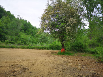 Semina di canapa in campo aperto, coltivazione outdoor