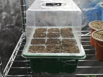 Semina della cannabis legale - Ara Montis Farm