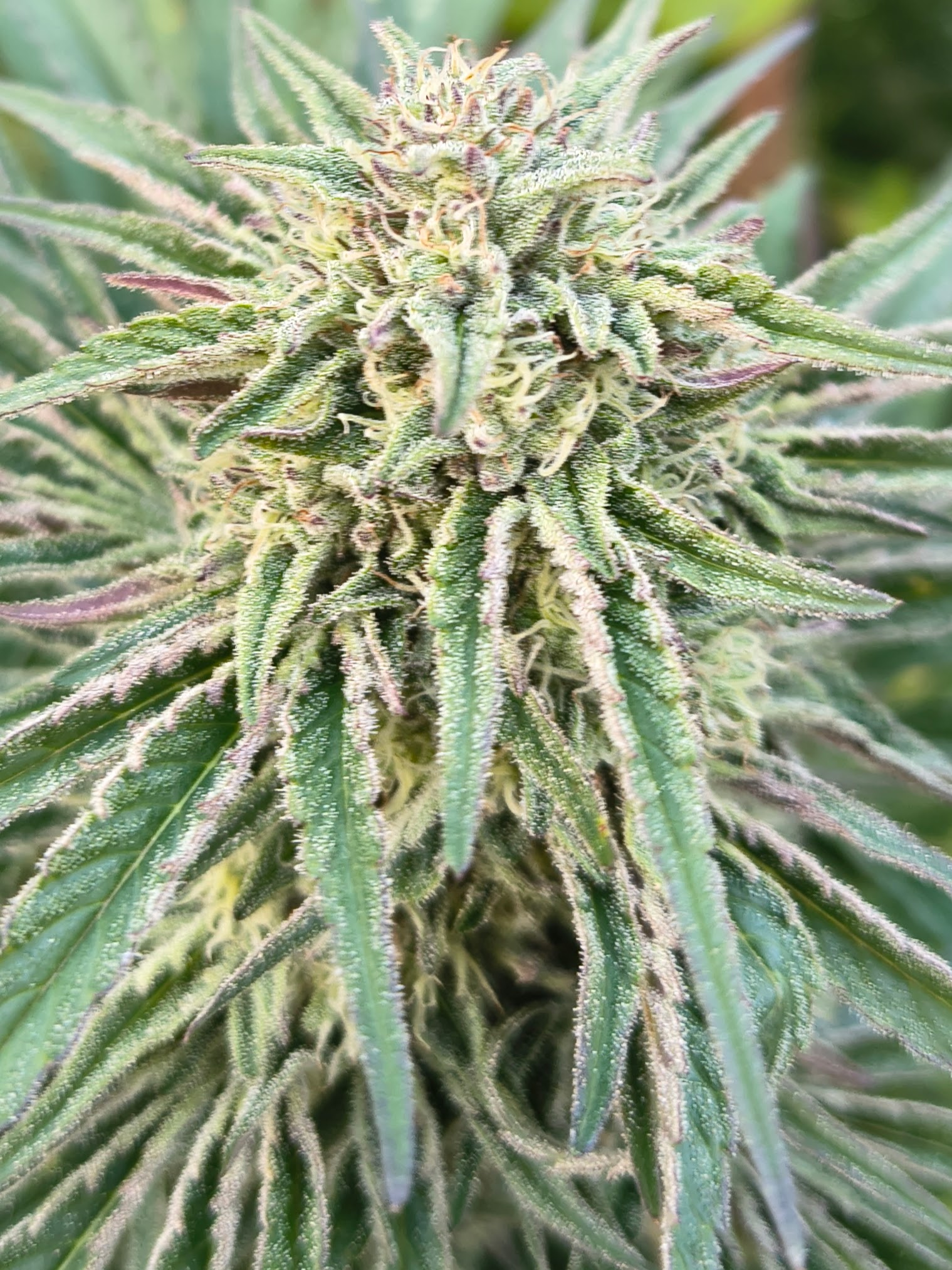 Fiori di CBG Cannabigerolo Ara Montis Farm - Il Cannabinoide Madre