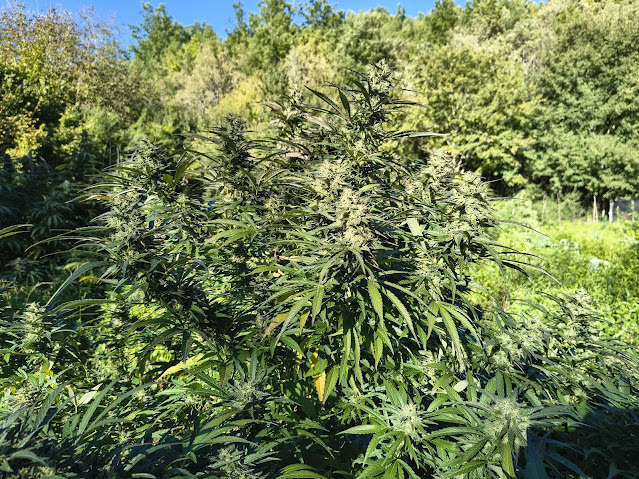 Infiorescenza di canapa coltivata in montagna — Ara Montis Farm