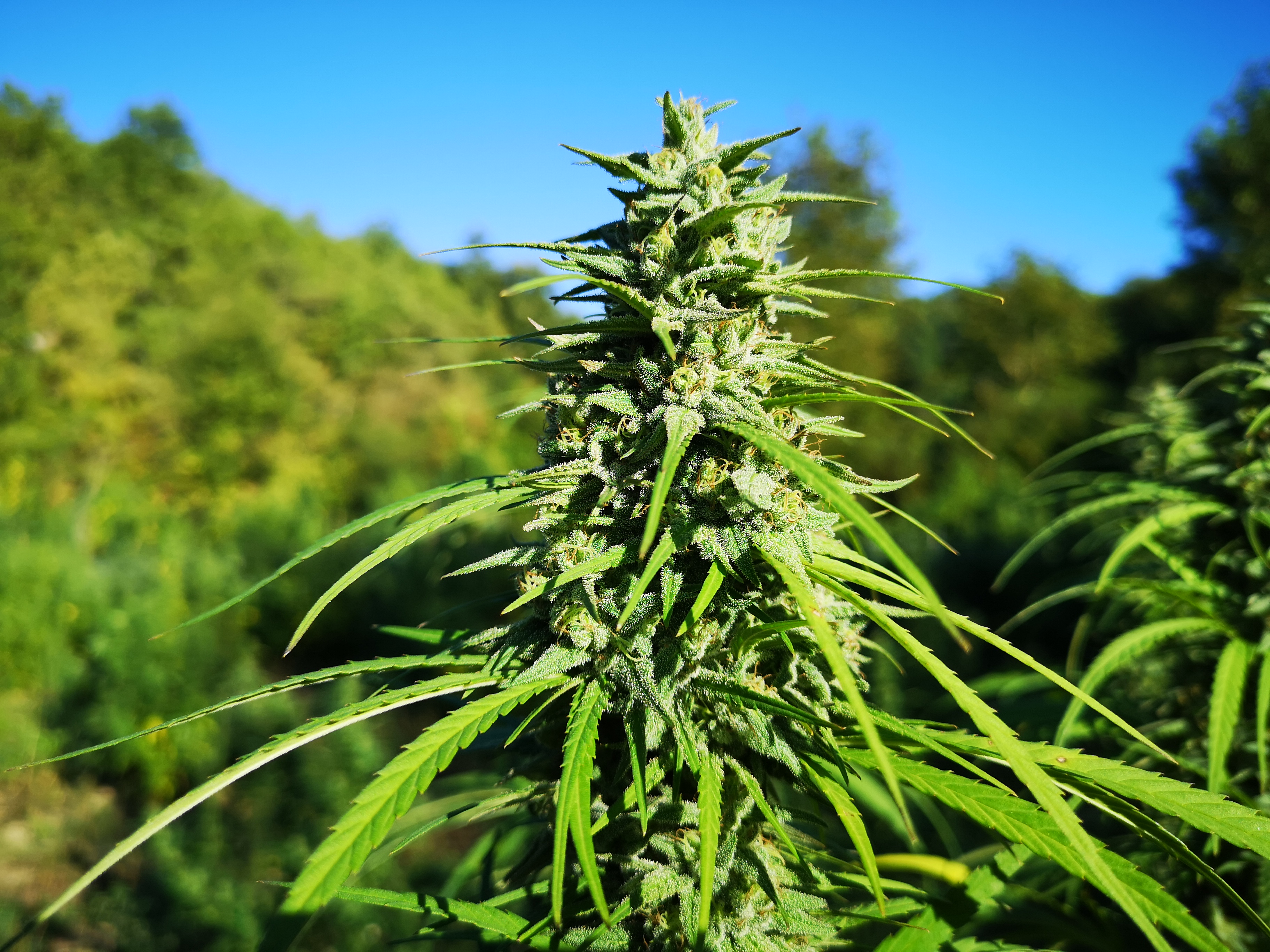 Coltivazione organica di fiori CBG Cannabigerolo in alta montagna - Ara Montis Farm