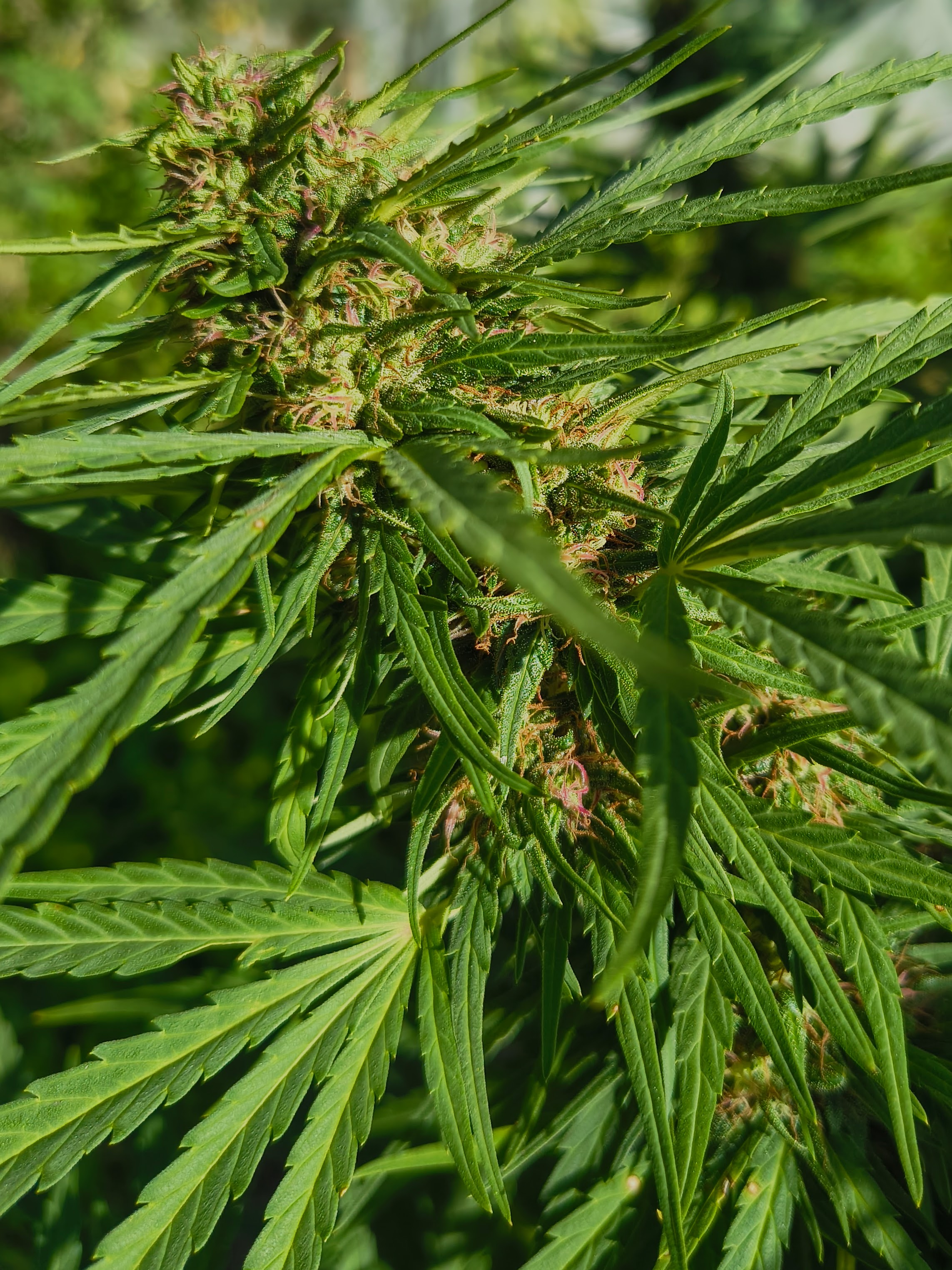 Fiore di canapa CBDV Cannabidivarina Ara Montis Farm