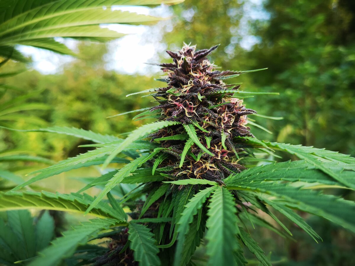 Macro di cima di cannabis purple - Ara Montis Farm