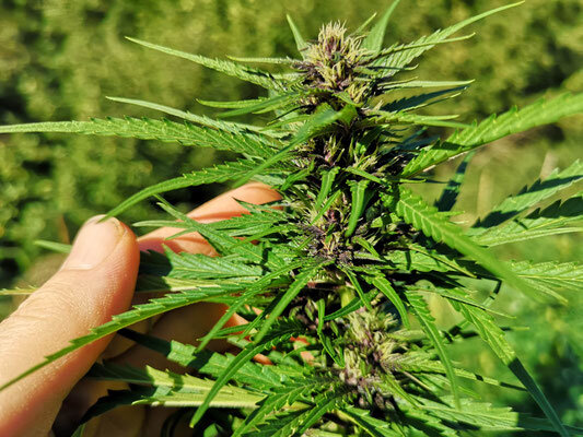 Ramo di cannabis purple CBD tenuto in mano