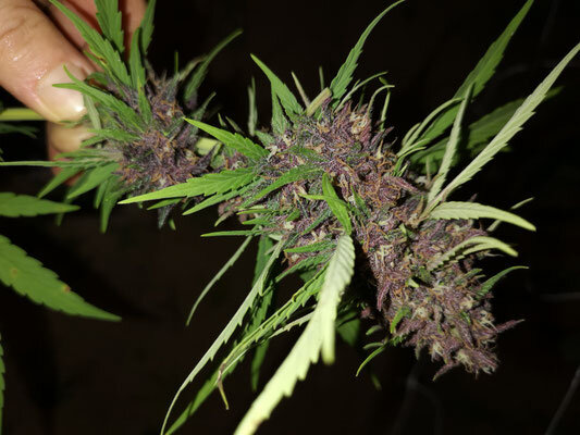 Ramo di cannabis purple CBD fotografato di notte