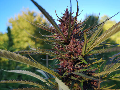 Cima ravvicinata di cannabis purple CBD sana e ben nutrita