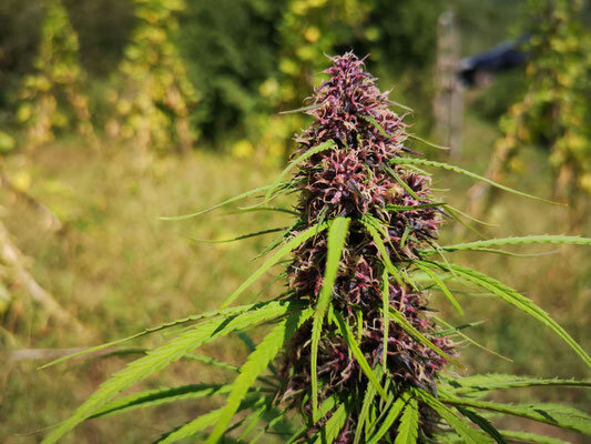 Cima di cannabis purple in campo aperto