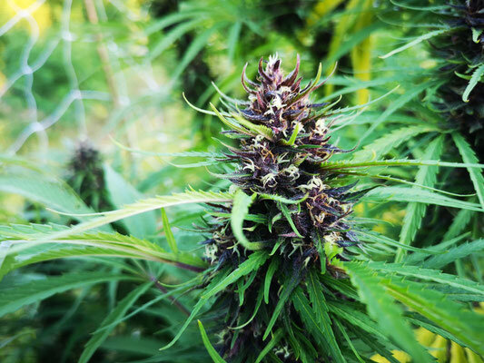 Cima di cannabis purple CBD tra le maglie della rete