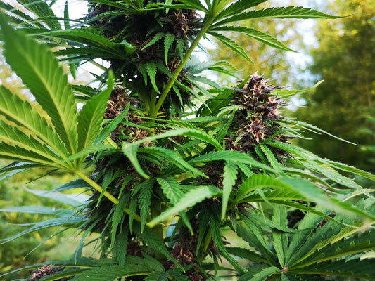 Cime di cannabis Purple CBD sulla pianta