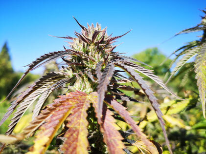 Pianta di cannabis purple in clima freddo di montagna