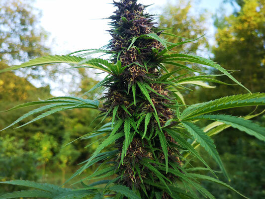 Pianta di cannabis purple CBD al tramonto