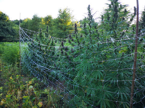 Piante di cannabis Purple CBD coltivate all'aperto con rete di sostegno
