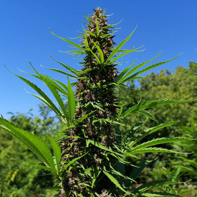 Pianta alta di cannabis purple CBD in coltivazione outdoor