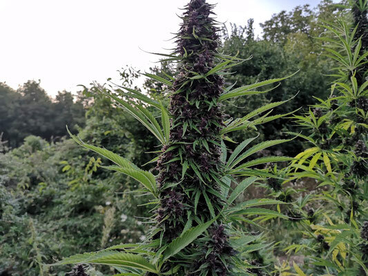 Pianta alta di cannabis purple CBD