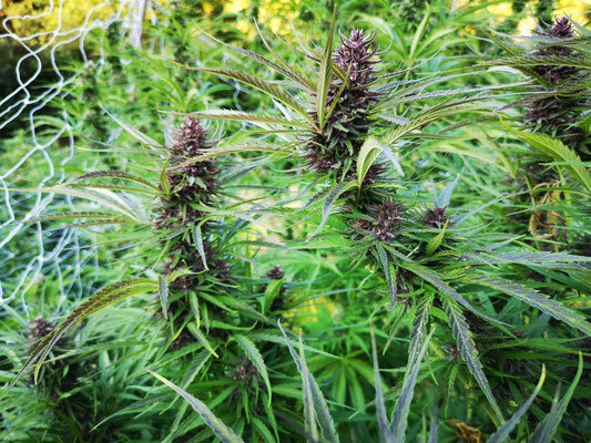 Filare di cannabis purple CBD con rete di sostegno