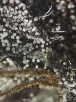 Tricomi di cannabis purple con sfumature rosé sulla resina