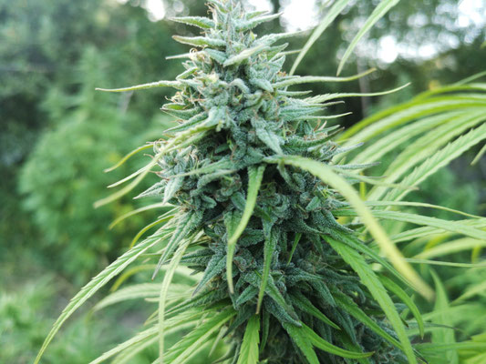 Cime dense di canapa CBG - Ara Montis Farm