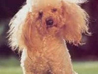 T4frahumofcs4tjwcmoe