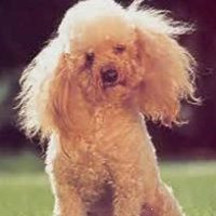 T4frahumofcs4tjwcmoe