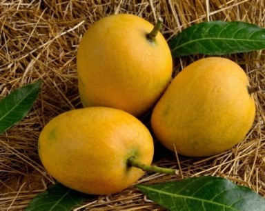 Baby Alphonso Mangoes