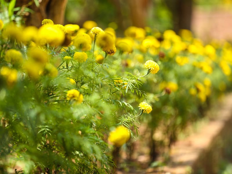 Kaveri Resort