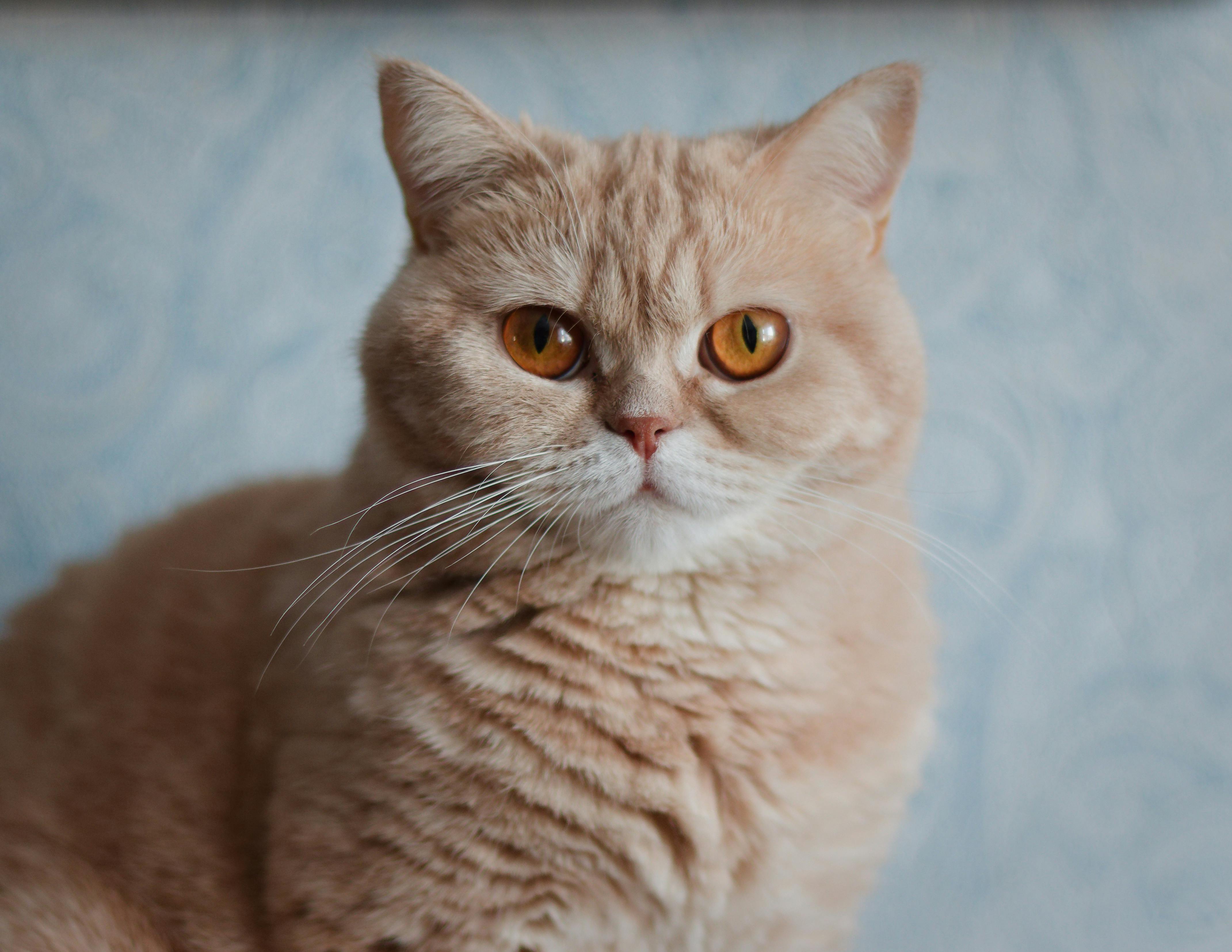 pexels-vlad-nazarov-157991376-19820191.jpg