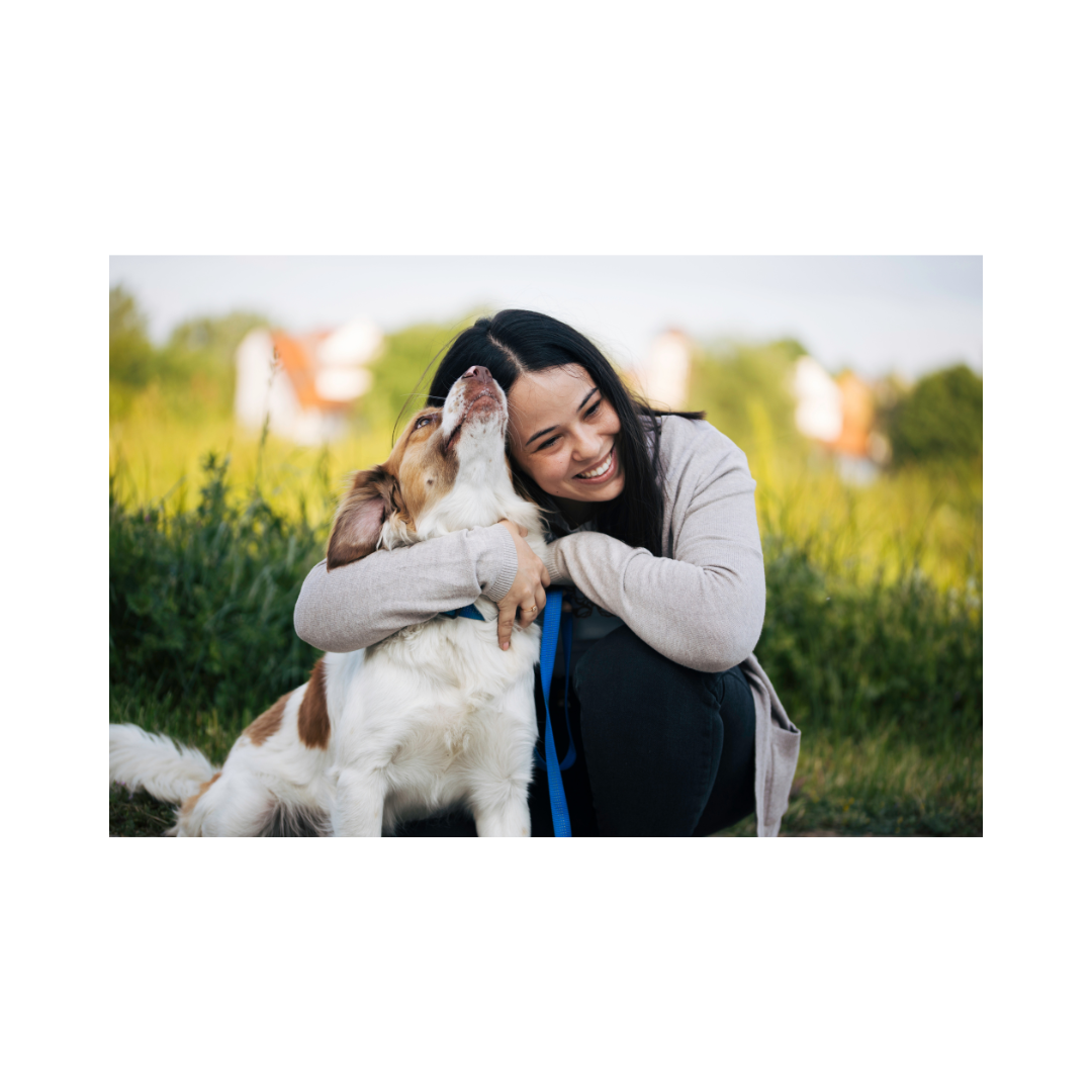 Pet insurance comparison dashboard