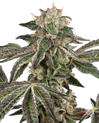 Runtz Automatic Seeds