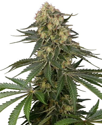 Berliner Automatic Seeds